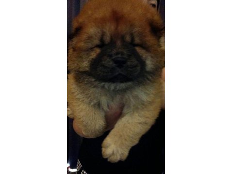 Chow Chow (Çin Aslanı) Yavrular