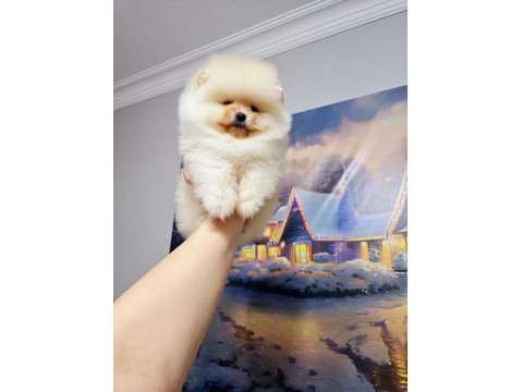 Pomeranian Boo Erkek Yavrum 2.5 Aylık