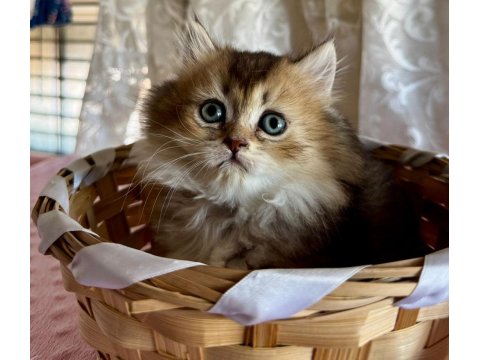 Golden Ve Silver British Longhair Bebekler
