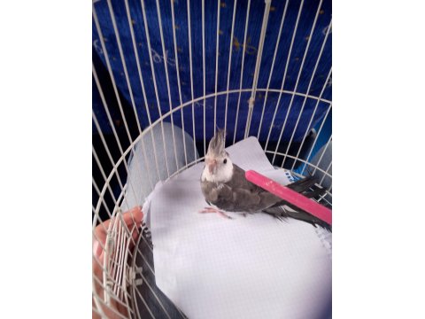 Wifi Sultan Papağanı