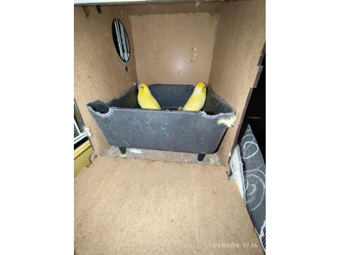 Kırmızı Göz Yellow Pied Forpus