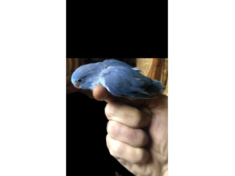 Elle Beslemeye Uygun Forpus Yavrular