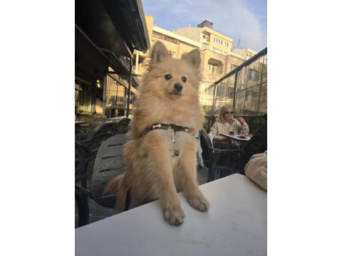 Pomeranian Spitz Köpeğimiz