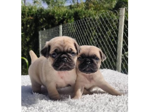 Irk Garantili Pug Köpeği Yavruları