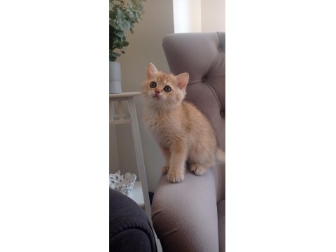 Golden Black Ny12 Kardeş Kediler Teslime Hazır