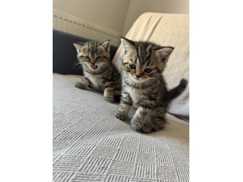 Anne Kedimiz Ve 1 Yavrusu (Siyah) Sahiplendirilecektir