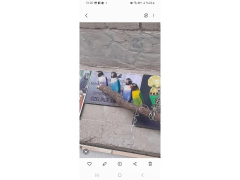 Yavru Cennet Papağanlarımız