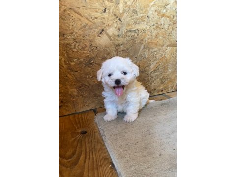 Irk Garantili Maltese Yavrularımız