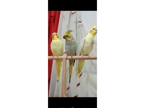 Yavru Sultan Papağanı Ele Alıştırmalık