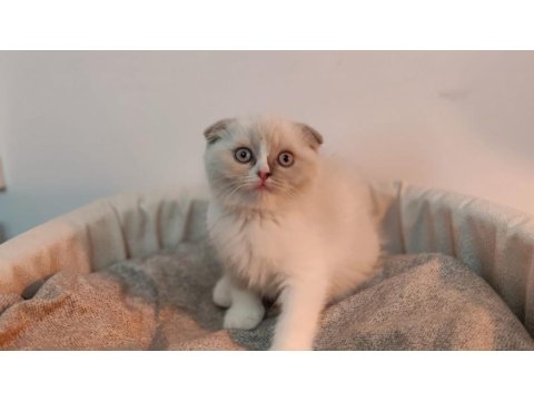 Scottish Fold Yavrumuz Yeni Yuvasını Arıyor
