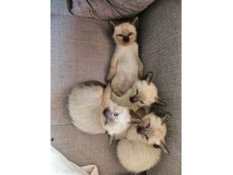 Mükemmel Güzellikte Siyam Kedisi Kızlarım