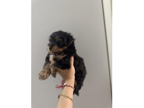 Yorkshire Terrier Yavru Köpeğim