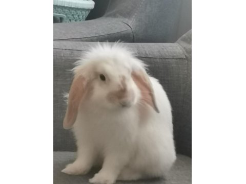 Hollanda Lop Tavşanı
