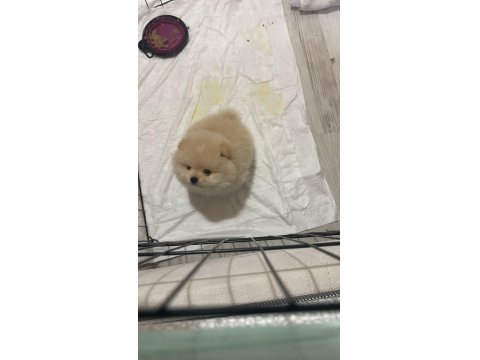 Pomeranian Boo 8 Aylık Erkek