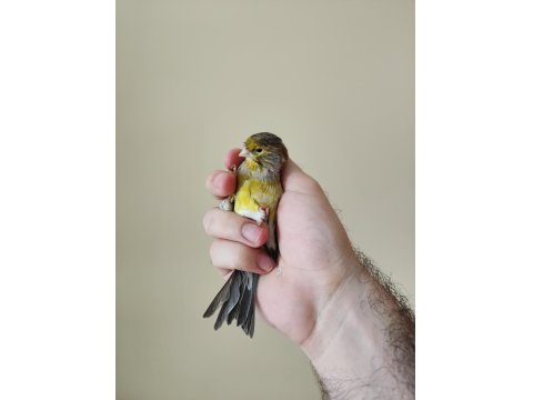 Agat Kanarya Erkek Çaplı Güzel Kuş