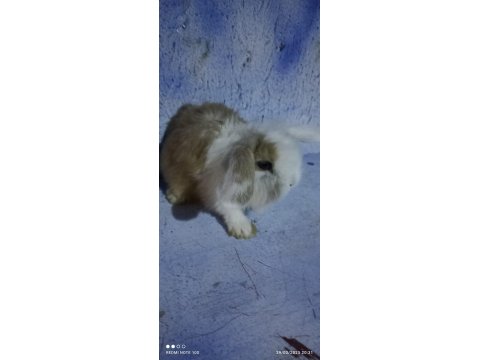 Teddy Lop Tavşan Yavrular