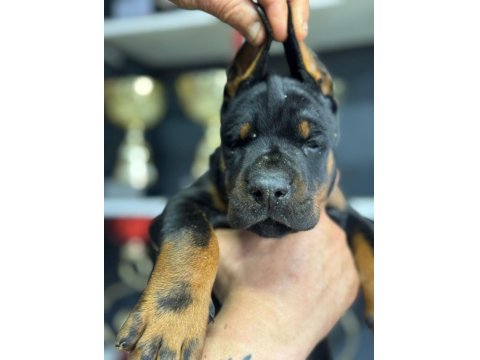 European Doberman Yavrular