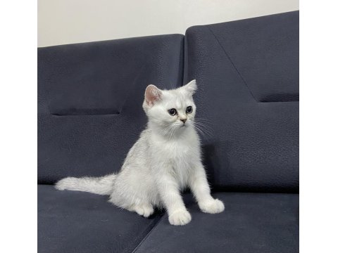 Dişi 3 Aylık British Shorthair