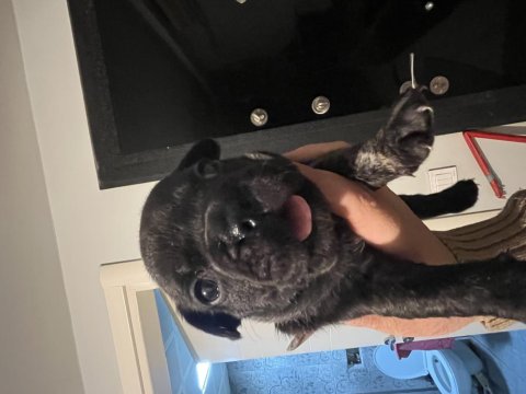 French Bulldog 20 Günlük