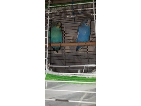 Renk Güzeli Genç Bakıcı Takım Muhabbet Kuşu