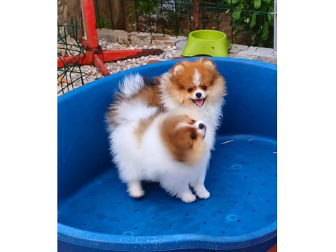 Muhteşem Ve Nadir Renkli Pomeranian