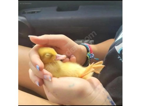 Sevimli Ördek Yavruları