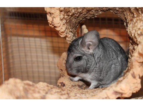 Chinchilla (Çinçila) Erkek Yavru