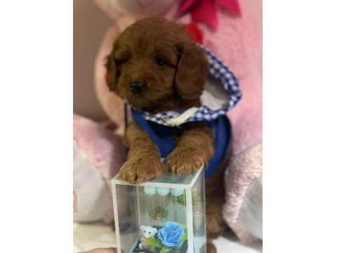 Harika Koyu Kahve Maltipoo Bebeğimiz