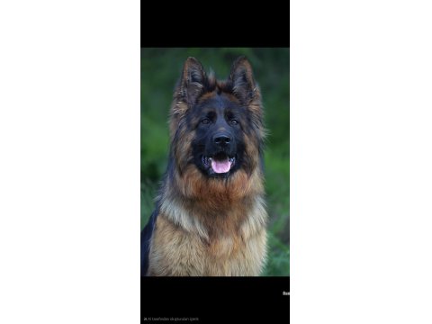 Sırbistandan Damızlık Dişi Alman Kurdu