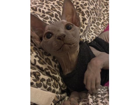 3 Aylık Dişi Sfenks