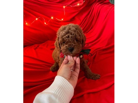 Safkan Toy Poodle Köpek Yavruları