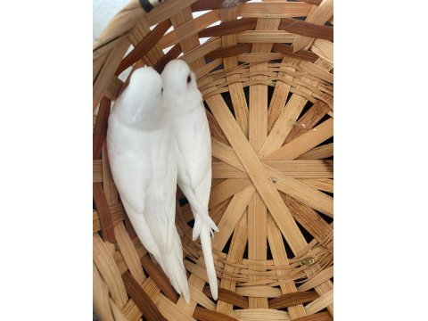 Albino Yavru Muhabbet Kuşlar