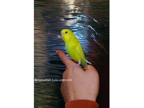 Akıllı Ele Gelen Isırmayan Yavru Muhabbet Kuşlar