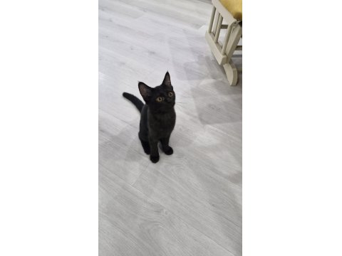 Kara Dut Dişi Kedimiz