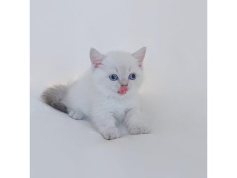 British Shorthair Yavruları