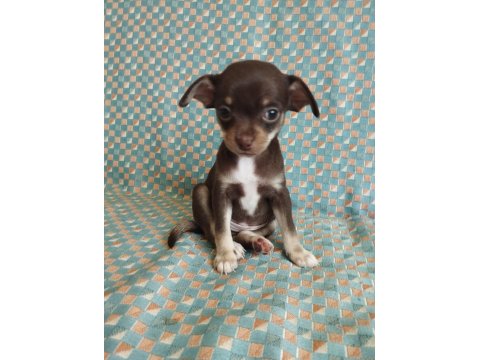 47 Günlük Elma Kafa Chihuahua Yavrular..