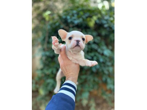 Muhteşem Yüzlü French Bulldog Yavrularımız