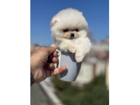 Tea Cup Ayı Surat Pomeranian Boo Yavru
