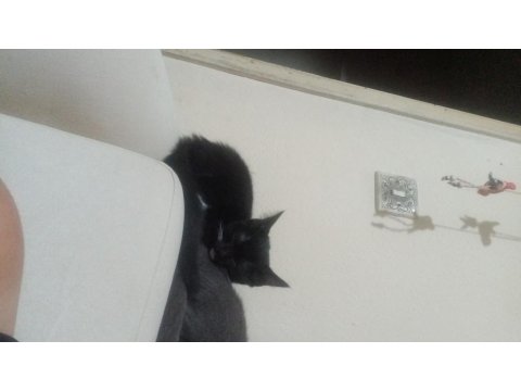 Scottish İle Smokin Kırması