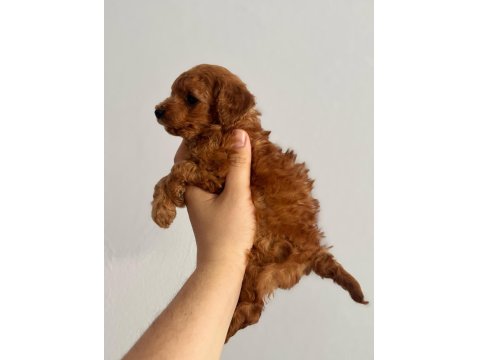 2 Aylık Erkek Poodle Bebek