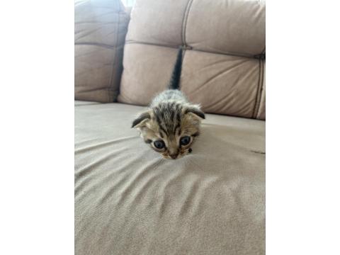 Erkek Scottish Fold Kedimiz
