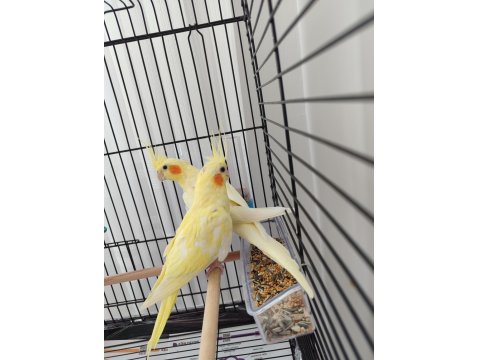 Dişi Sultan Papağanı