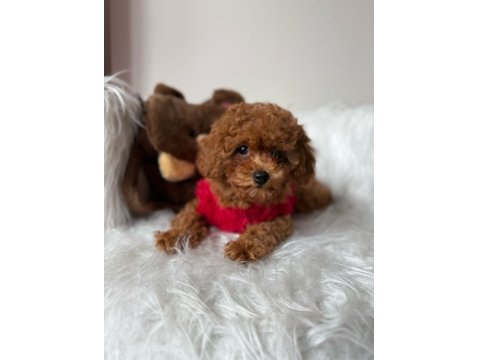 Mini Poodle Yavrular