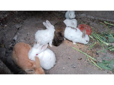 Yerli Irk Tavşanlar