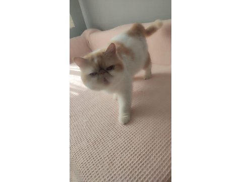 4 Yaşında 3 Doğum Yapmış Exotic Shorthair Sıfır Burun Kısır Değil
