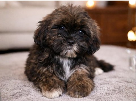 Nadir Altın Çikolata Shih Tzu Yavru – 10 Ocak Doğumlu