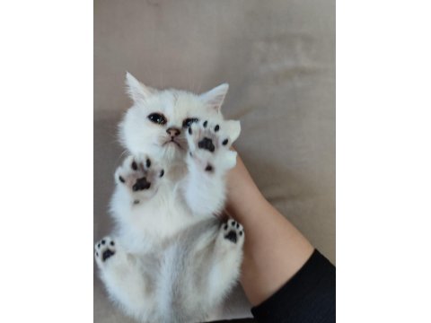 Sürmeli Ve Yeşil Gözlü Dişi British Yuvasına Hazır