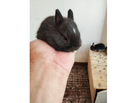 Safkan Black Silver Cüce Tavşan Yavrular