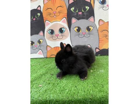 Safkan Cüce Tavşan Yavrular