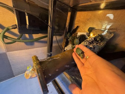 Kırmızı Yanak Singapur Kaplumbağası